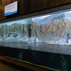 Antarctica Adventure - Gentoo Penguin Exhibit