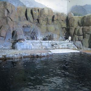 Antarctica Adventure - Gentoo Penguin Exhibit