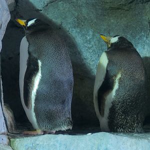 Antarctica Adventure - Gentoo Penguin Exhibit