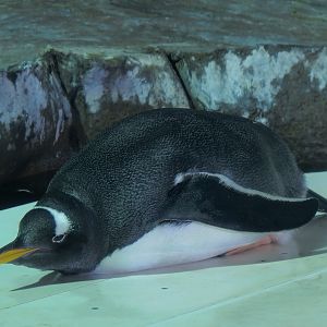 Antarctica Adventure - Gentoo Penguin Exhibit