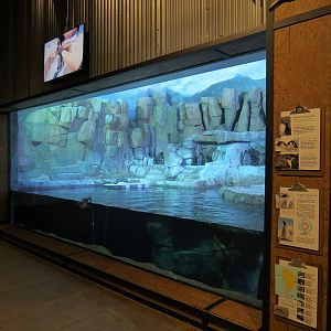 Antarctica Adventure - Gentoo Penguin Exhibit