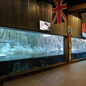 Antarctica Adventure - Gentoo Penguin Exhibit