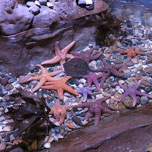 Ocean Explorer - Tide Pool Exhibit