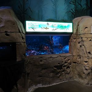 Ocean Explorer - Bat Ray and Others Exhibit