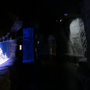 Ocean Explorer - Cephalopod Exhibits Cave Interior
