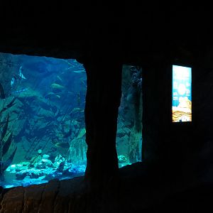 Ocean Explorer - Giant Pacific Octopus and Others Exhibit