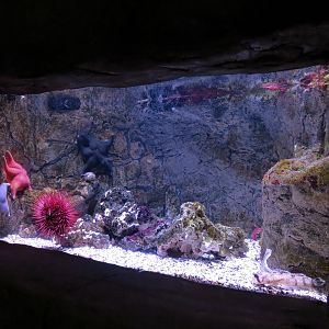 Ocean Explorer - Bat Star and Others Exhibit