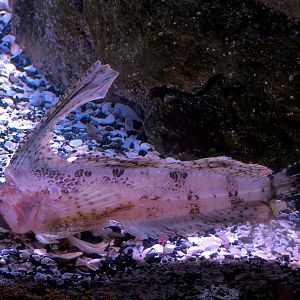 Ocean Explorer - Bat Star and Others Exhibit -Sailfin Sculpin