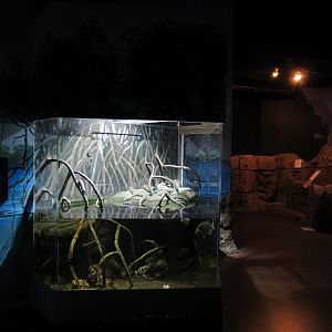 Ocean Explorer - Archerfish and Others Exhibit
