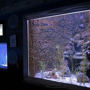 Ocean Explorer - Caribbean Pipefish and Dwarf Seahorse Exhibit (left) and L