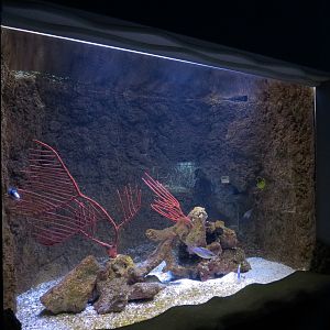 Ocean Explorer - Picasso Triggerfish and Others Exhibit