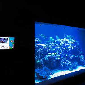 Ocean Explorer - Giant Clam Exhibit