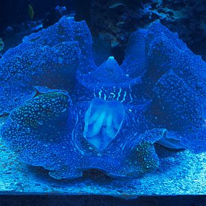Ocean Explorer - Giant Clam Exhibit