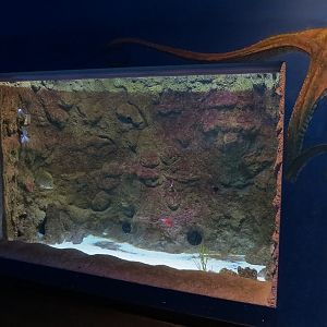 Ocean Explorer - Blackspotted Puffer and Others Exhibit