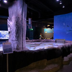 Ocean Explorer - Ray Touchpool