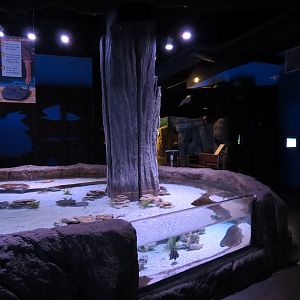 Ocean Explorer - Ray Touchpool