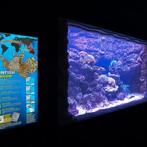 Ocean Explorer - Fuzzy Dwarf Lionfish and Others Exhibit