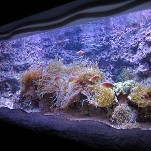 Ocean Explorer - Blue Tuxedo Urchin and Others Exhibit