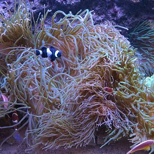 Ocean Explorer - Blue Tuxedo Urchin and Others Exhibit