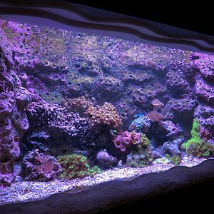 Ocean Explorer - Invertebrates Exhibit