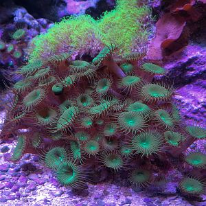 Ocean Explorer - Invertebrates Exhibit