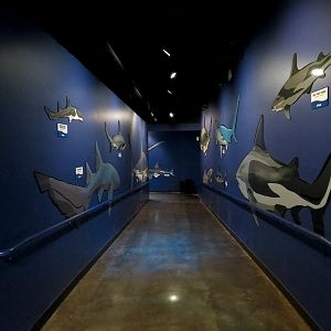 Ocean Explorer - Sharks Exhibit