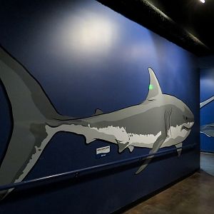 Ocean Explorer - Sharks Exhibit