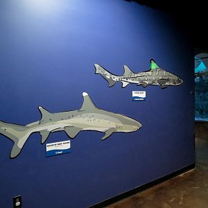 Ocean Explorer - Sharks Exhibit