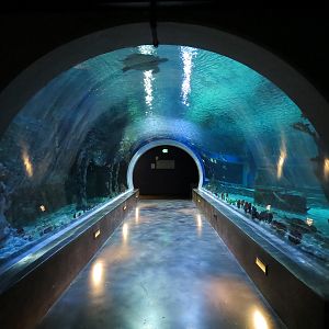 Ocean Explorer - Sharks Exhibit