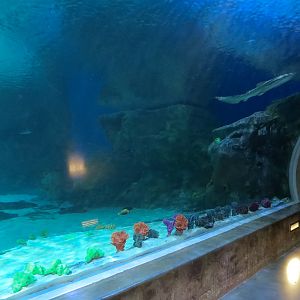 Ocean Explorer - Sharks Exhibit