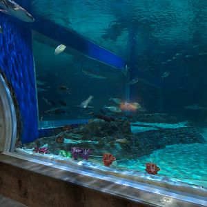 Ocean Explorer - Sharks Exhibit
