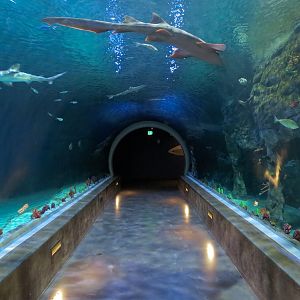 Ocean Explorer - Sharks Exhibit