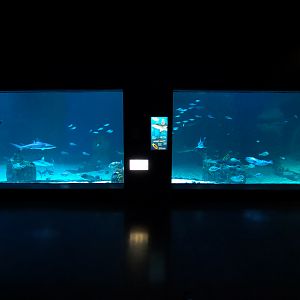 Ocean Explorer - Sharks Exhibit