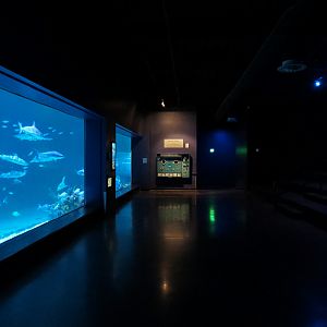 Ocean Explorer - Sharks Exhibit