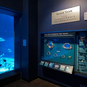 Ocean Explorer - Sharks Exhibit