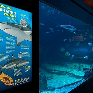 Ocean Explorer - Sharks Exhibit