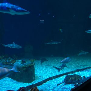 Ocean Explorer - Sharks Exhibit