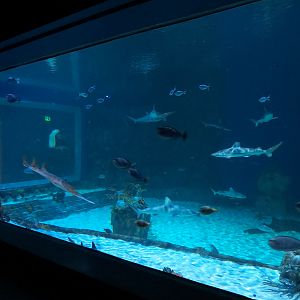 Ocean Explorer - Sharks Exhibit