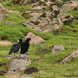 Thick-billed raven