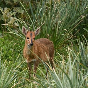 Common duiker