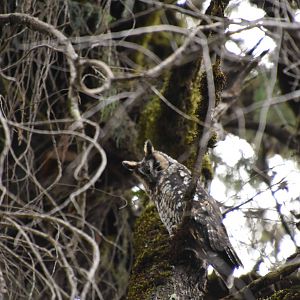 Abyssinian owl