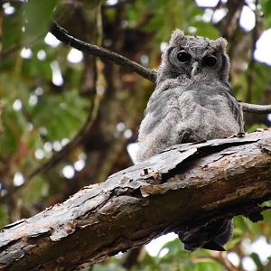 Verreaux's eagle owl