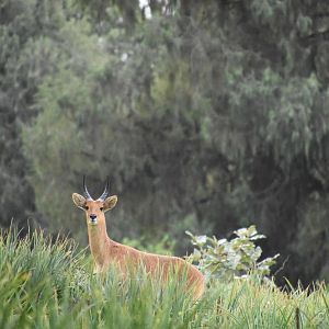 Bohor reedbuck