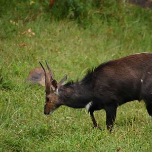 Menelik's bushbuck