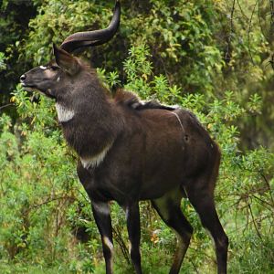 Mountain nyala