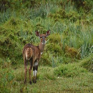 Mountain nyala