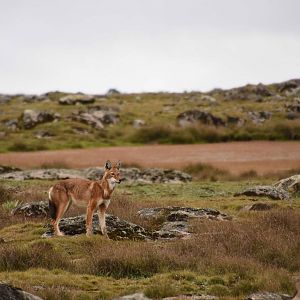 Ethiopian wolf