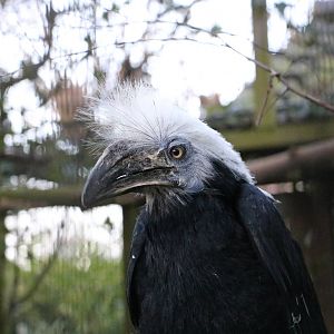 White-crowned hornbill, February 2016