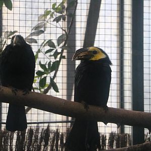 Sulawesi tarictic hornbills, February 2016