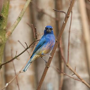 Rose-bellied bunting, February 2016
